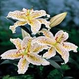 Lovely Girl Oriental Lily 2 Bulbs: Confetti of Color - B000OHGYF4