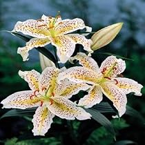 Lovely Girl Oriental Lily 2 Bulbs: Confetti of Color