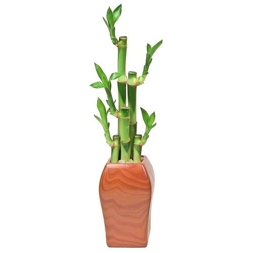 Lucky Bamboo Plant Arrangment, 5 Stalks, Woodgrain Ceramic - Madonna Vase, Easy Care - Exclusive Design by Eve's Garden