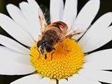 Drone Fly, Earistalis Species, a Honey Bee Mimic, Feeding on Nectar Photographic Poster Print by George Grall, 48x36