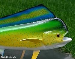 Giant Taxidermy Quality Mahi Mahi 42" Wall Mount