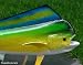 Giant Taxidermy Quality Mahi Mahi 42" Wall Mount