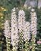 Liatris Spicata Alba 10-12 cm. 5 pack