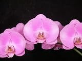 Orchid Gift Plant #1