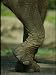 An Elephant at the Cincinnati Zoo National Geographic Collection Photographic Poster Print by Michael Nichols, 36x48