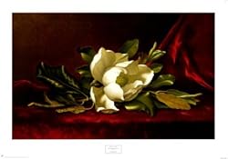 The Magnolia Flower Art Poster Print by Martin Johnson Heade, 36x26