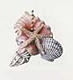 Starfish Seashells Sea Shell Beach Fan Light Pull