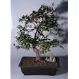 Bonsai Boy's Jaboticaba Bonsai Tree<br><i>(eugenia cauliflora)</i>