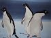 Penguins - 100% Polyester Fleece Throw - 50 Inches by 60 Inches