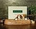 Beagle Picture Frame