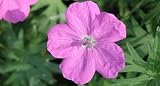 Vision Violet Hardy Geranium - 25 Plants - B0019SZJZS