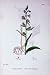 Botany Plants C1902 Broad Leaved Helleborine Flowers