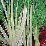 Lucullus Swiss Chard 200 Seeds - B001KNHLXU