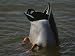 Mallard Duck with its Tail and Hind End Sticking out of the Water Photographic Poster Print, 16x12