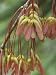 Red Maple Tree Winged Seeds or Samaras, Acer Rubrum, North America Photographic Poster Print by David Sieren, 18x24