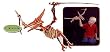 Skin Dinosaur Pterandon