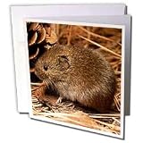 Rodent - Mouse - Greeting Cards-12 Greeting Cards with envelopes