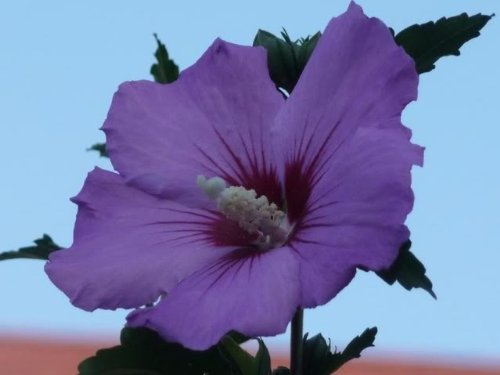 50 PURPLE ROSE OF SHARON HIBISCUS Syriacus Flower Tree Bush Shrub Seeds Mix *Comb S/H 50 PURPLE ROSE OF SHARON HIBISCUS Syriacus Flower Tree Bush Shrub Seeds Mix *Comb S/H