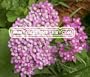 YARROW ROSE CERISE QUEEN Achillea Millefolium --- 1,000 Flower Seeds
