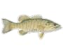 SMALL MOUTH BASS -Fish Decal- sticker truck fishing