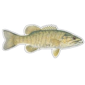 SMALL MOUTH BASS -Fish Decal- sticker truck fishing