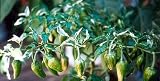 Rare Fish Pepper 15 Seeds - Very hot & Ornamental - B000TVH490