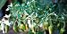 Rare Fish Pepper 15 Seeds - Very hot & Ornamental