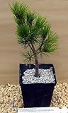 Ko-Ku-Ho Japanese White Pine True Bonsai - SALE*