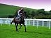 Wallmonkeys Peel and Stick Wall Decals - Horse Racing - Removable Graphic