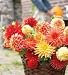 Decorative Dahlia 6 Bulb Sets