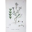 BOTANY PLANTS c1902 STRIPED TOADFLAX LINARIA REPENS