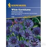 Eigenschaften Kiepenkerl  / Kornblume, 'Centaurea cyanus'