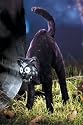 Cat Black 15 Inch Prop