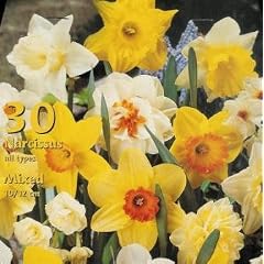 60 Narzissen Mischung (Riesenpackung)