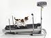 Avanti Fitness PT-1000 Pet Treadmill