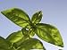 Books : Brilliant Basil: The Ultimate Collection of the World's Finest Basil Recipes