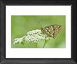 Framed Prints of High Brown Fritillary from Ardea Wildlife Pets