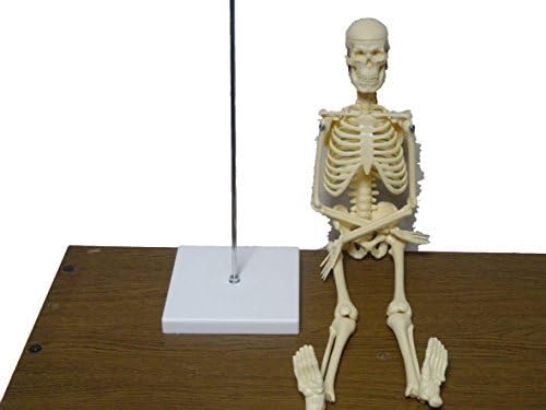 Also to the guidance of the human body skeleton model upright stand specification total length 45cm skeleton skull skull Skull science organisms