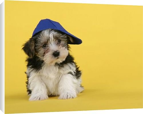 Canvas Prints of Dog. Lhasa Apso cross puppy (7 weeks old) wearing blue cap from Ardea Wildlife Pets