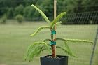 Picea Orientalis Skylands - Oriental Spruce Tree - Pot Size 4