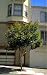 Bronze Loquat Tree 10 Seeds - Eriobotrya - Tropical