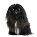 Black Pekingese (6 Years Old) - 24