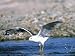 Mew Gull Flying, Alaska, USA Art Styles Photographic Poster Print by Charles Sleicher...
