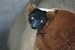 Red Ruffed Lemur Taxidermy Photo Reference CD