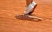 Wallmonkeys Peel and Stick Wall Decals - Tennis - Removable Graphic