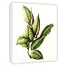 Rubber Plant, 1999 (w/c on paper) by.. - Canvas - Medium - 30x45cm