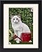Framed Prints of Cat - Ragdoll in garden from Ardea Wildlife Pets