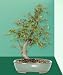 Korean Hornbeam