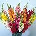 Antirrhinum 'Snapdragon' Flower Seeds