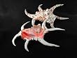 Philippine Scorpion Shell Nautical Shells